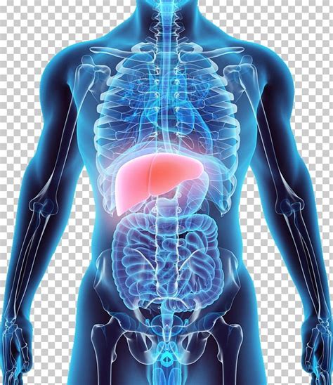 Liver Stock Photography Anatomy Human Body PNG Abdomen Anatomy Back