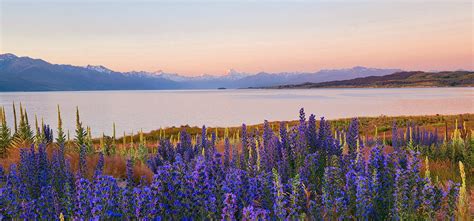 Lake Pukaki, New Zealand