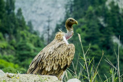 Himalayan Griffon Vulture on a Mountain Stock Image - Image of feather ...