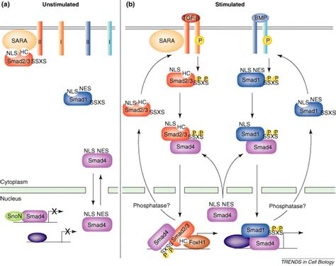 In Or Out The Dynamics Of Smad Nucleocytoplasmic Shuttling Trends In