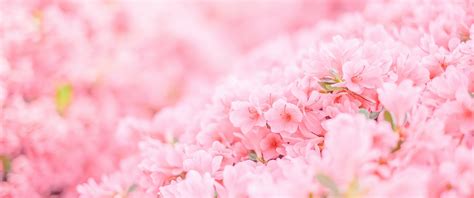 3440x1440 Pink Flowers Minimal 4k UltraWide Quad HD 1440P ,HD 4k ...