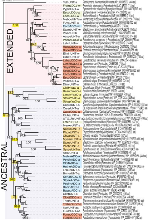 Discovery Of Ancestral L Ornithine And L Lysine Decarboxylases Reveals