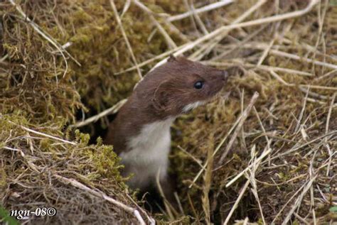 Vessla (Mustela nivalis) « bilder.ngn.nu