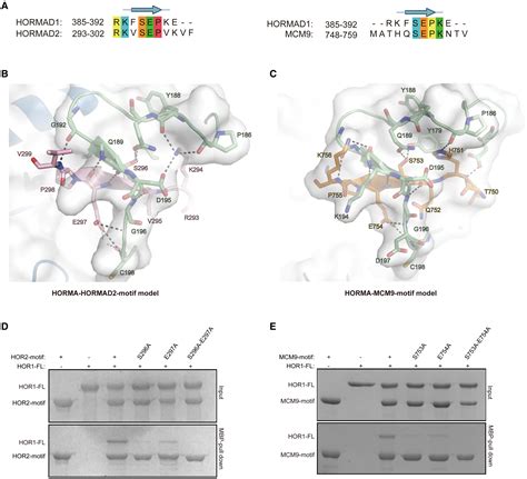 Structural And Biochemical Insights Into The Interaction Mechanism