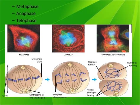 Siklus Sel Mitosis Universitas Kuningan