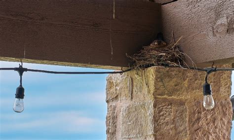 How To Keep Birds From Nesting On Your Porch