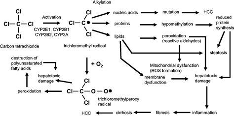 The Carbon Tetrachloride Model In Mice D Scholten J Trebicka C