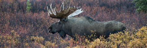 Hunting trips on Chukotka Moose, best rates and professional outfitters ...