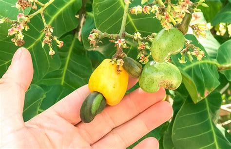 O Que Significa Coroca - Comunidade de Coroca: uma rica experiência da vida ribeirinha