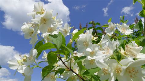 Pianta di gelsomino quando potarla e le differenze tra le varietà di fiori