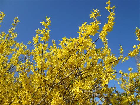 Forsythia Quand Et Comment Le Tailler