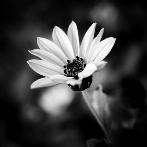 Creative Black And White Photography Ideas: Beautiful black and white ...