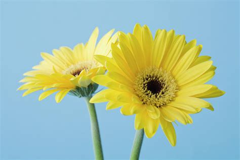 Yellow Flowers On Blue Background 1 By Kristin Lee