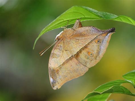 Brown Colored Butterflies Butterfly Colors