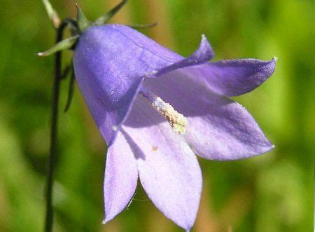 Колокольчик Цветок Картинка – Telegraph