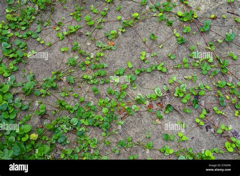 Crawling Plants Hi Res Stock Photography And Images Alamy