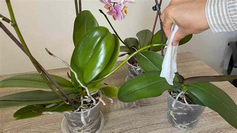 Folhas vigorosas e muito saudáveis faça isso sua orquídea e você