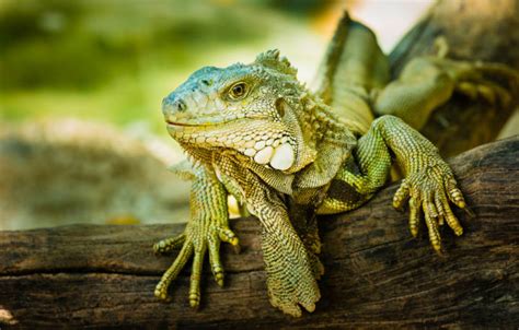 C Mo Alimentar Una Iguana Beb Consejos Miscota