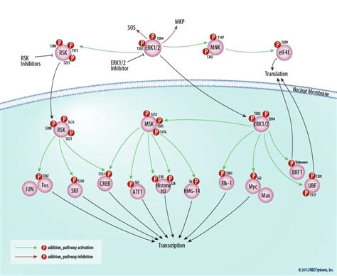 The Erk Signal Transduction Pathway Bio Techne