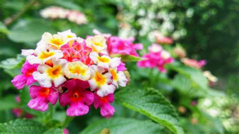 Plantes Qui Repoussent Les Moustiques Jardin Et Plantes Fr