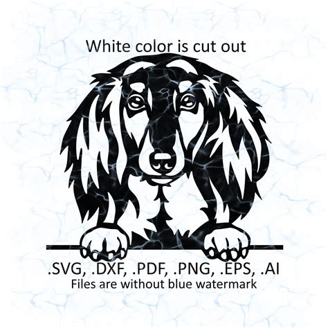 Long Haired Dachshund Svg Vector Long Haired Dachshund Peeking Logo