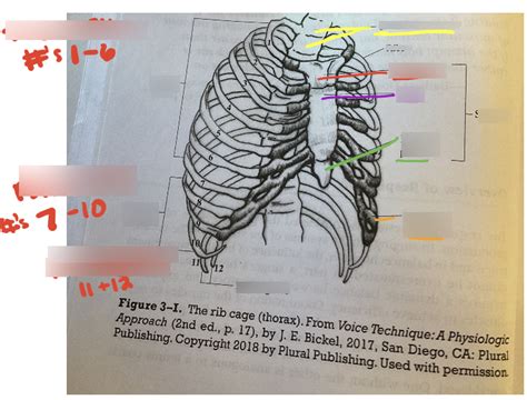 The Rib Cage Diagram Diagram Quizlet