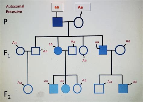 Pedigree chart assistance needed!! I deduced that this is an autosomal