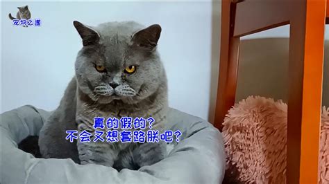 胖公猫躲窝里装小奶猫，被主人发现后一脸尴尬，小母猫伸手就打它腾讯视频