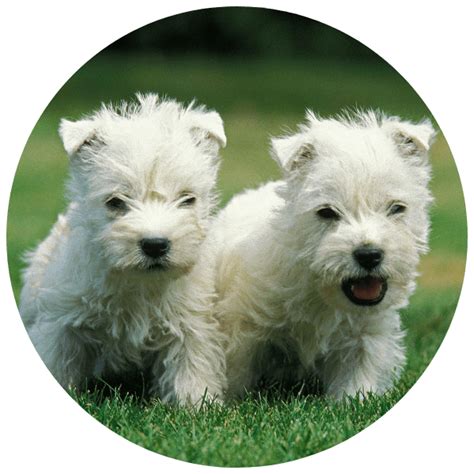 Cuanto Cuestan Los Cachorros Westie