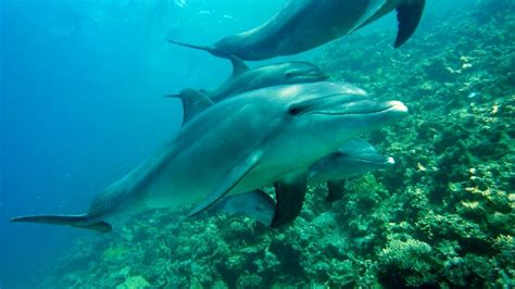 Día Mundial De Los Delfines En Cautiverio ¿por Qué Se Conmemora El 4