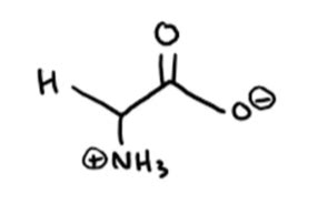 Ochem Amino Acid Structures Flashcards Quizlet