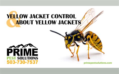 Wasp Vs Yellow Jacket