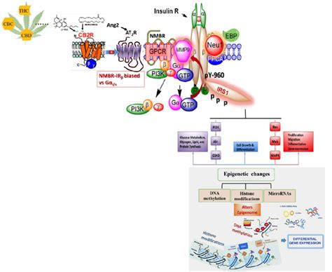 Angiotensin Ii Receptor Type I At2r Forms A Multimeric Receptor