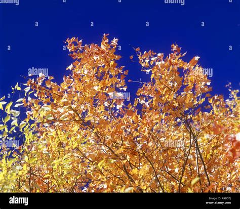 FALL FOLIAGE PENNSYLVANIA USA Stock Photo - Alamy