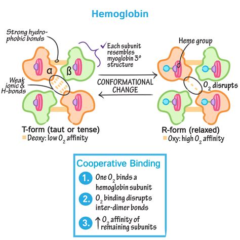 Biochemistry Glossary: Hemoglobin & Myoglobin: 3. Hemoglobin | Draw It to Know It