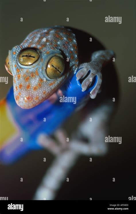 Blue Orange Spotted Tokay Gecko Hi Res Stock Photography And Images Alamy