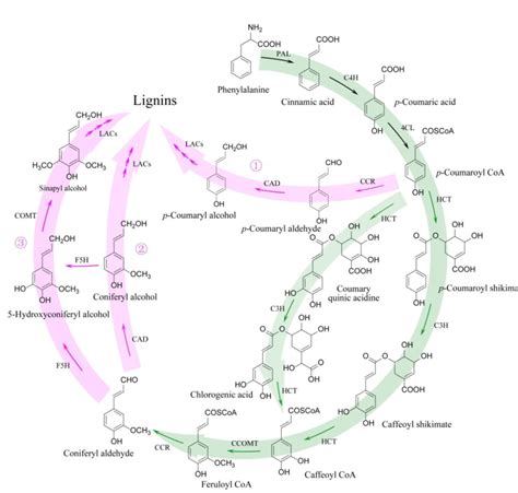 Schematic Representation Of Biosynthetic Pathways Of Lignins