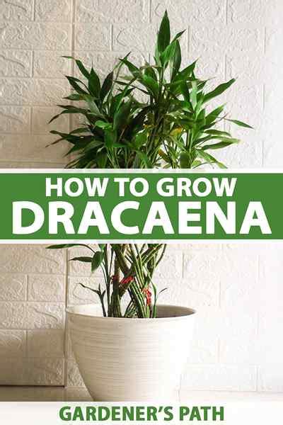 Cara Tumbuh Dan Merawat Dracaena Goodgardenthing