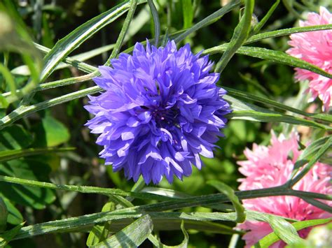 Василек синий с махровыми цветками / Centaurea cyanus