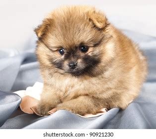 Pomeranian Spitz Puppy Stock Photo (Edit Now) 90921230