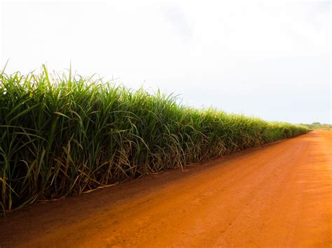 Cana de açúcar representa 20 do Valor de Produção das lavouras de MS