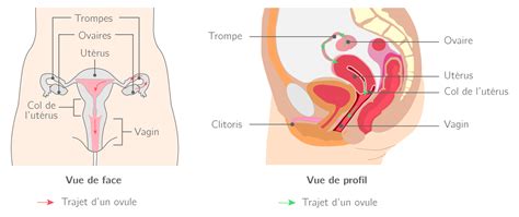 Devenir Capable De Transmettre La Vie 4e Cours SVT Kartable