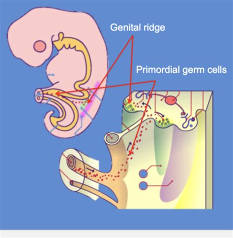 Lecture 6 Sex Determination Flashcards Quizlet