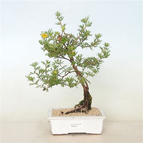 E Bonsai Outdoor Bonsai Cinquefoil Potentilla Fruticosa Goldfinger