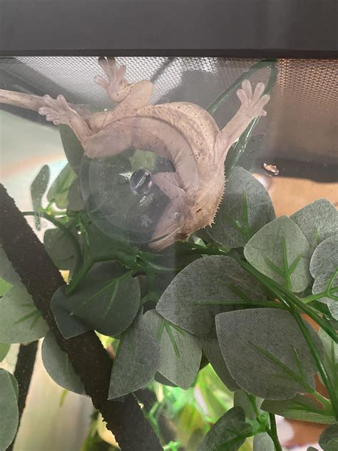 can gecko sleeping too much at home 8