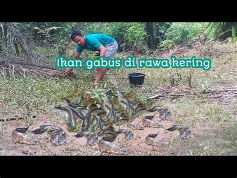 Ikan Gabus Ke Keringan Di Rawa Perkebunan Kelapa Sawit YouTube