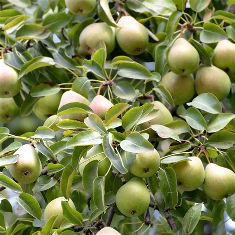 Plants Of Common Pear Tree Pyrus Communis The Original Garden