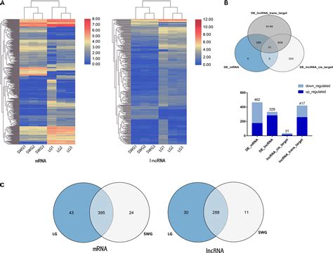 Frontiers Comparative Analysis Of Testicular Histology And LncRNA