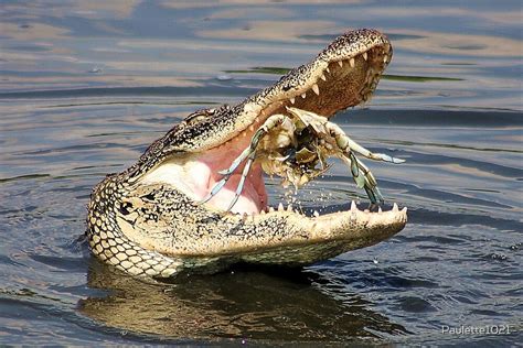 "Alligator Catching and Cracking a Crab" by Paulette1021 | Redbubble