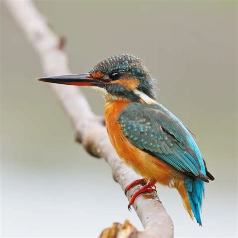 Female Common Kingfisher — Stock Photo © panuruangjan #63871517